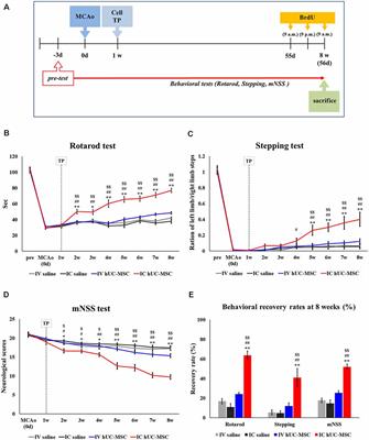 Intracerebral Transplants of GMP-Grade Human Umbilical Cord-Derived Mesenchymal Stromal Cells Effectively Treat Subacute-Phase Ischemic Stroke in a Rodent Model
